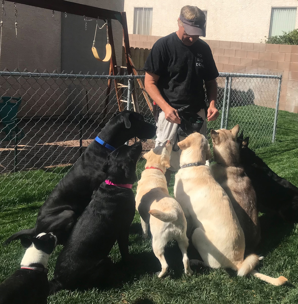 doug_training_more_dogs